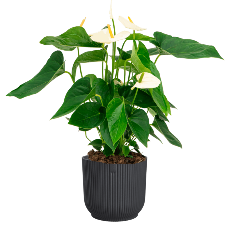 Anthurium wit in Elho Vibes antraciet