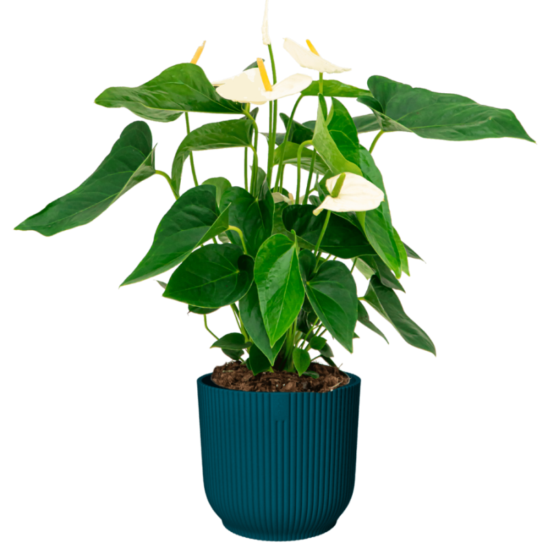 Anthurium wit in Elho Vibes blauw