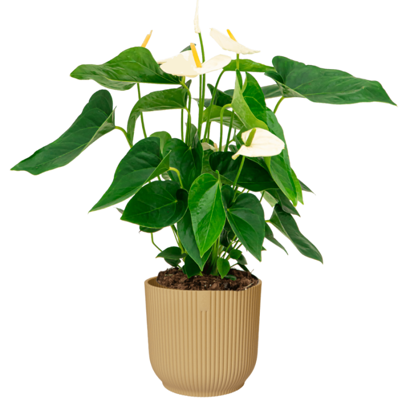 Anthurium wit in Elho Vibes geel