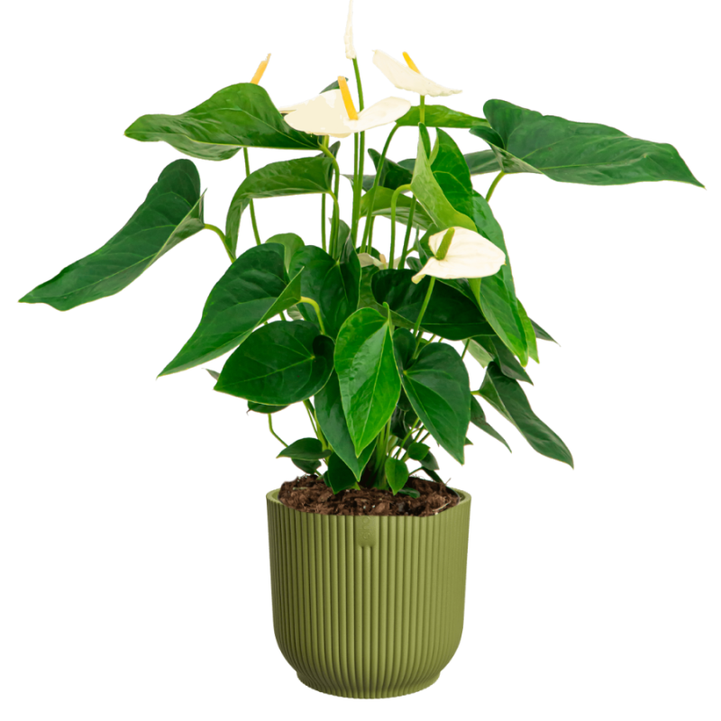 Anthurium wit in Elho Vibes groen