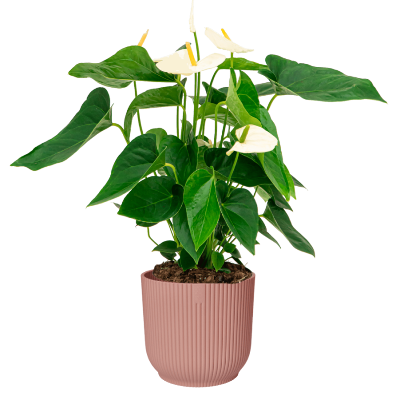 Anthurium wit in Elho Vibes roze