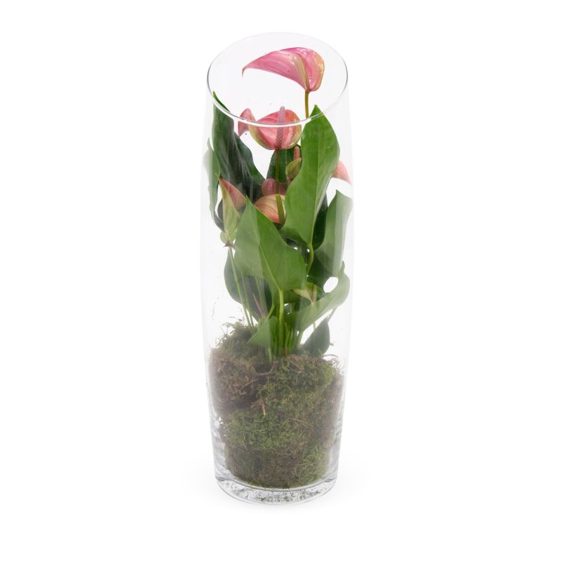 Anthurium rood in vaas