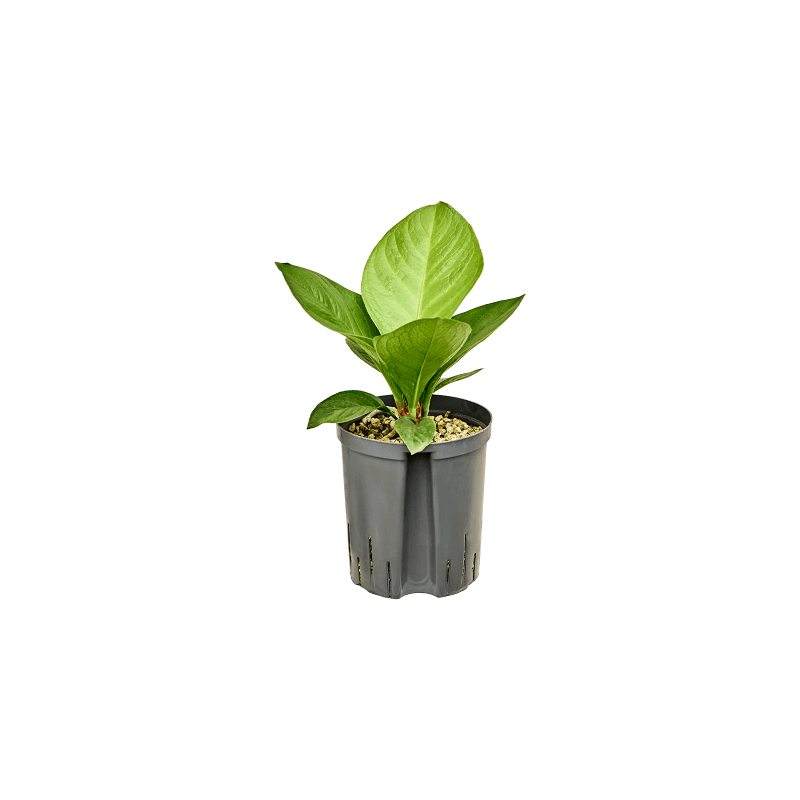 Anthurium Jenmanii - bims