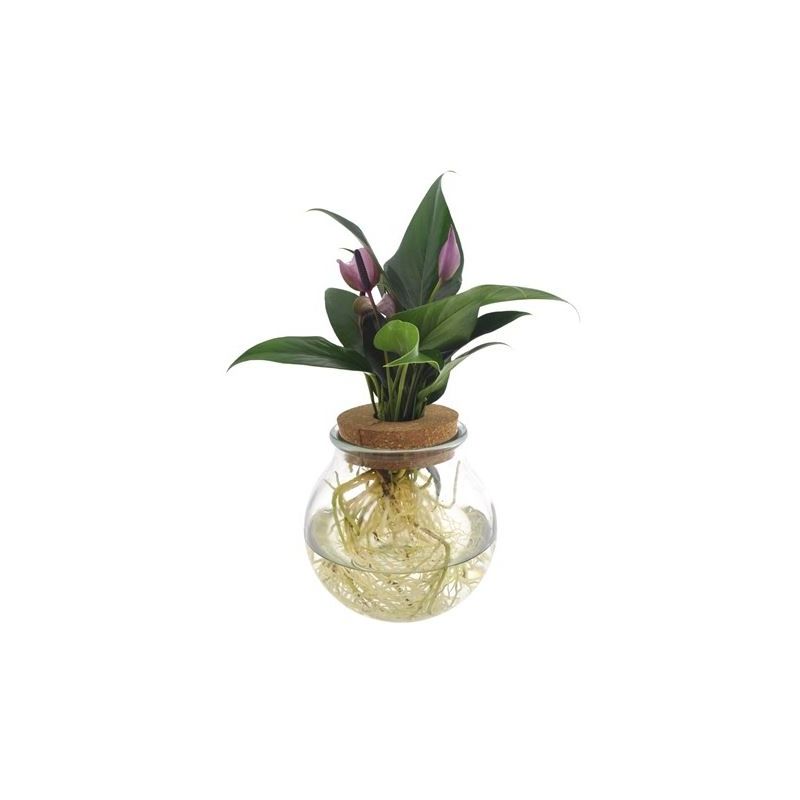 Anthurium Paars in bolglas 