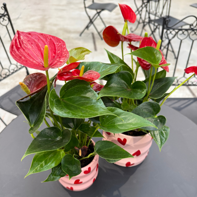 Anthurium rood in Love pot 