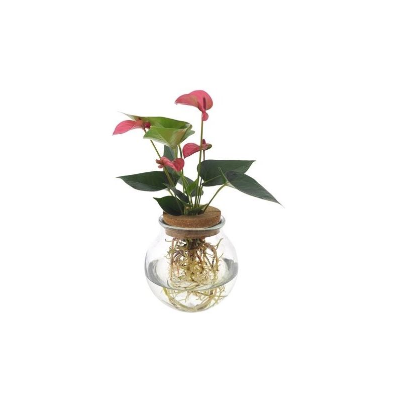 Anthurium Roze in bolglas 