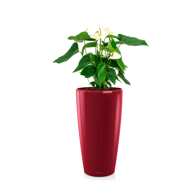 Anthurium wit in watergevende Rondo rood