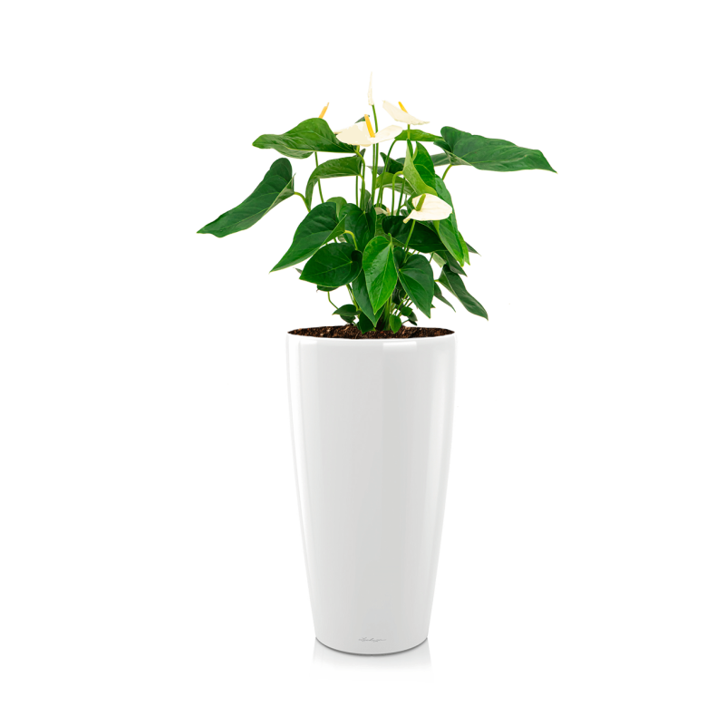 Anthurium wit in watergevende Rondo wit