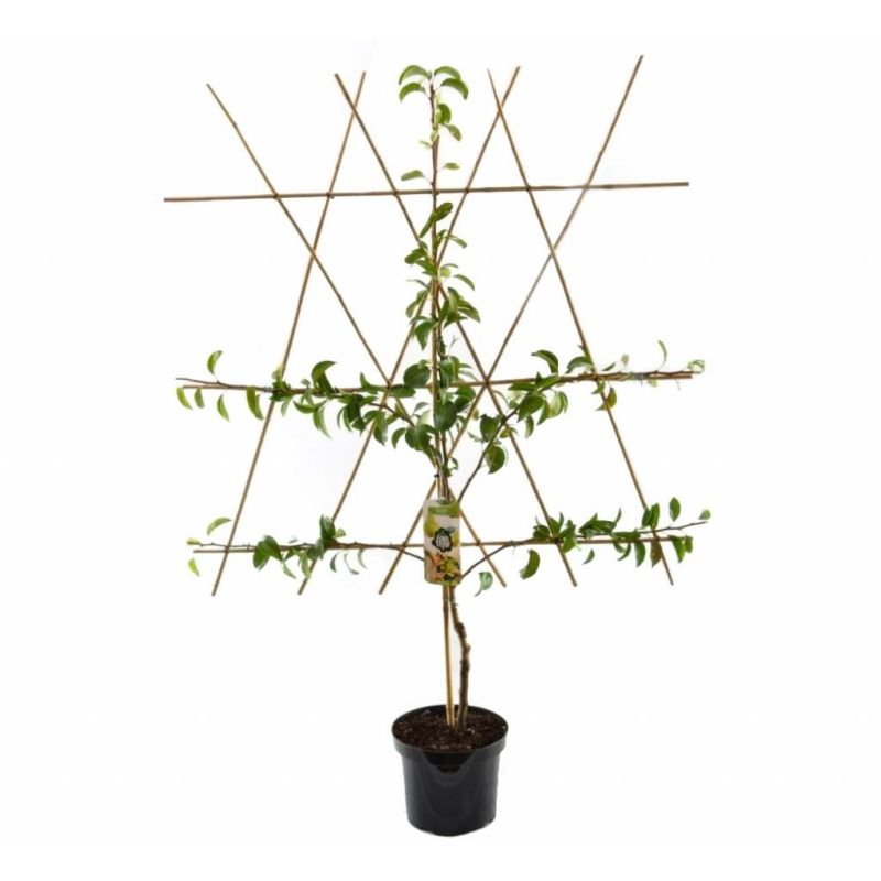 Prunus Armeniaca 'Tros Oranje' - leiboom