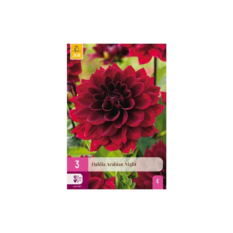 Dahlia Arabian Night - 3 stuks