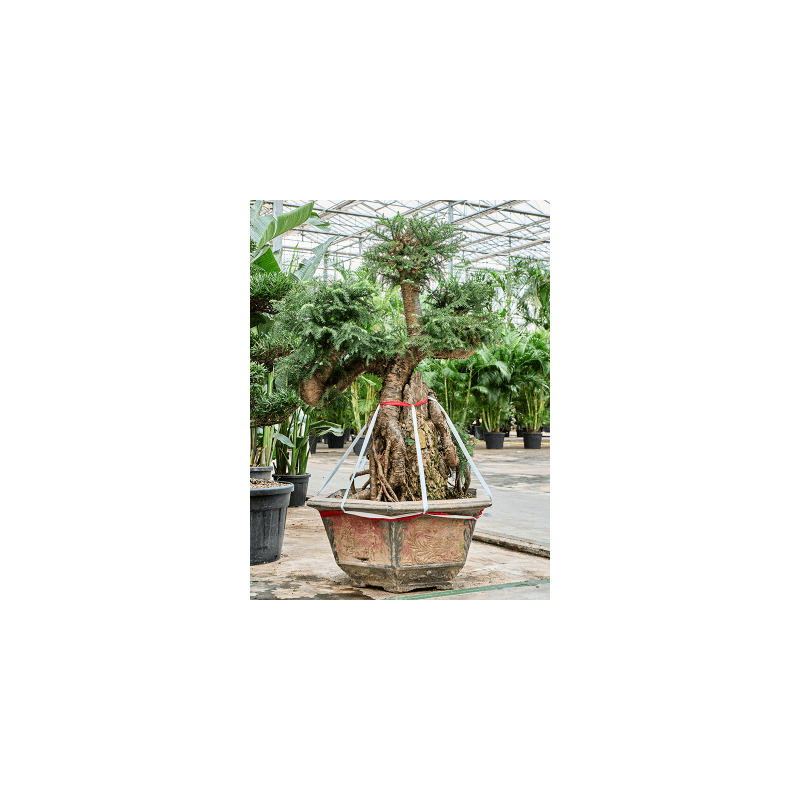 Araucaria bidwillii