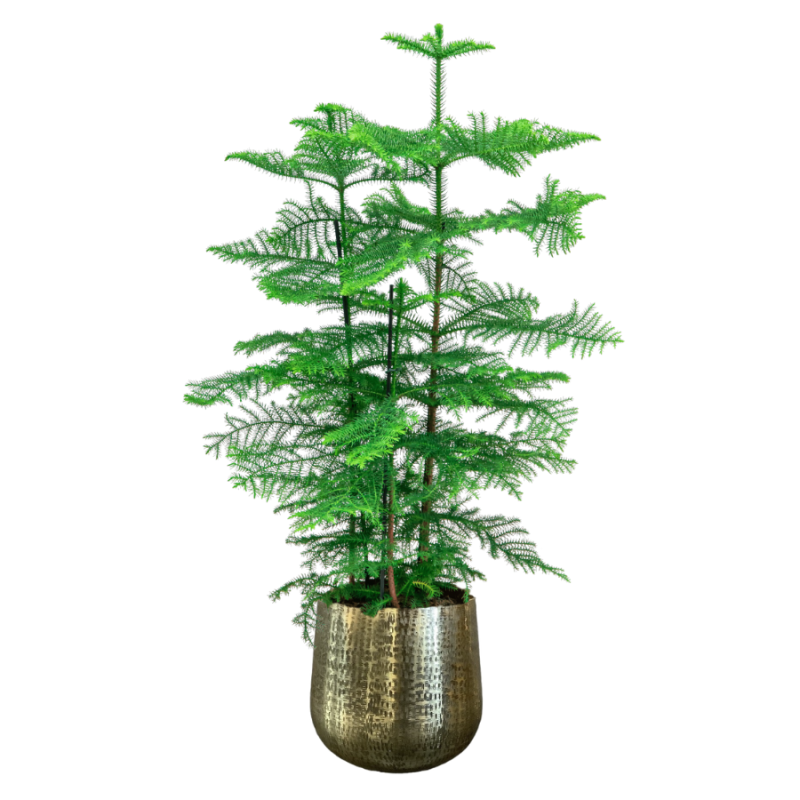 Araucaria heterophylla in Metal Gold