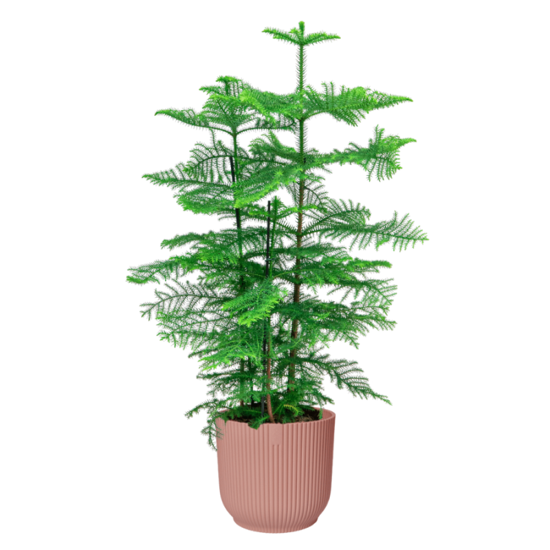Araucaria heterophylla in Vibes roze