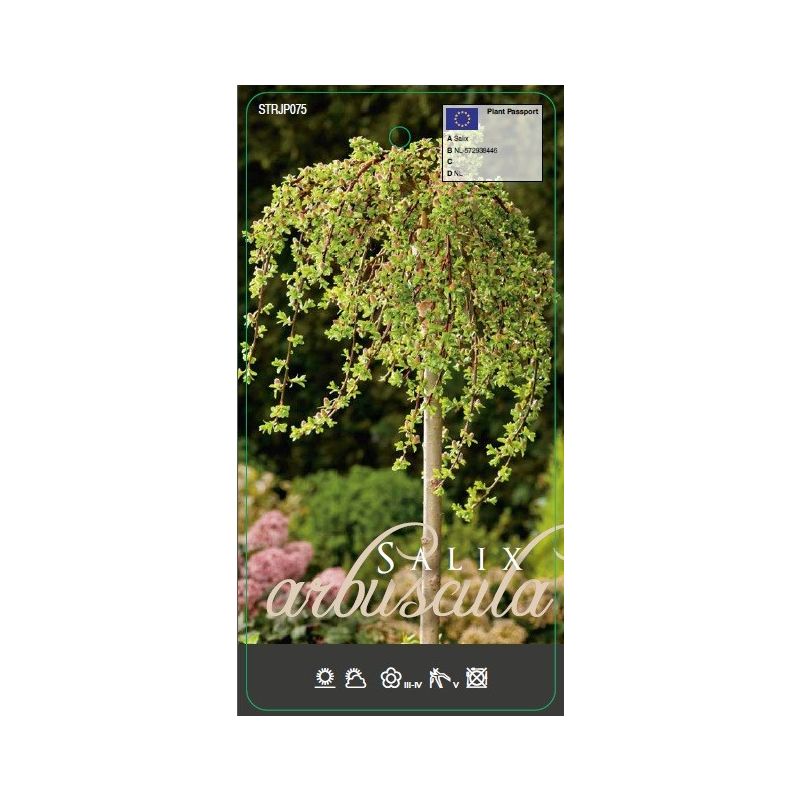 Salix arbuscula op stam