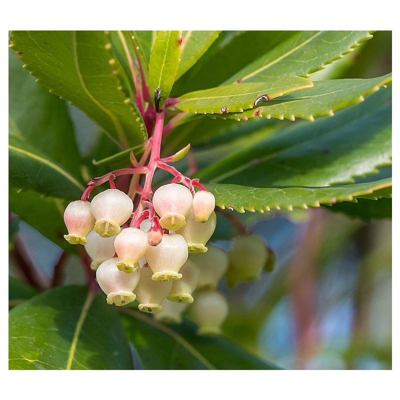 Arbutus Unedo