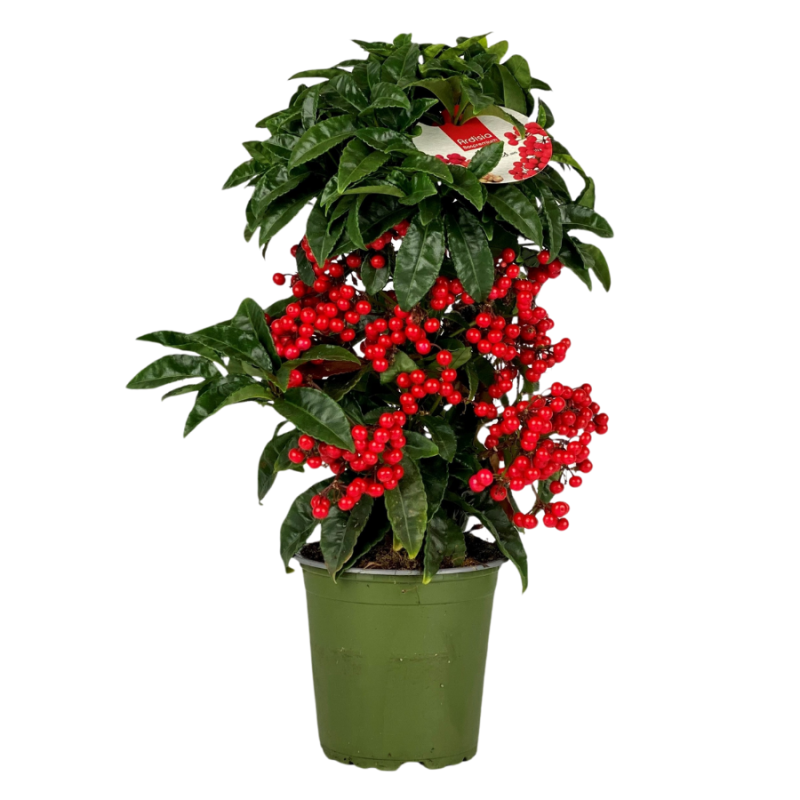 Ardisia Jingle Berry