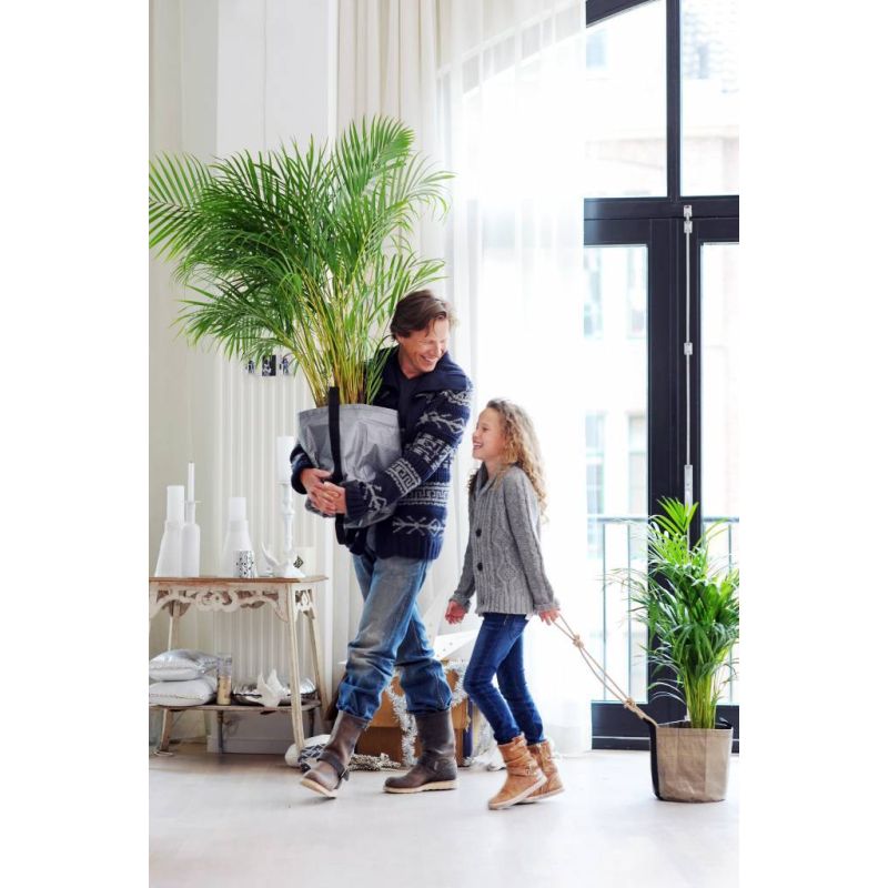 Areca Lutescens in watergevende Cilindro taupe