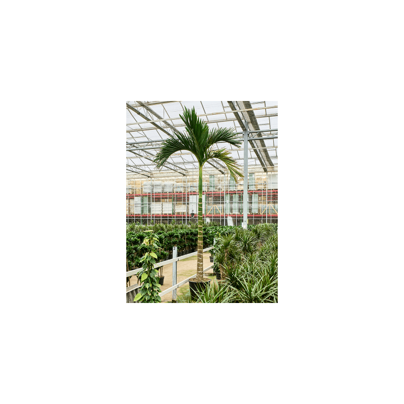 Areca catechu dwarf op stam