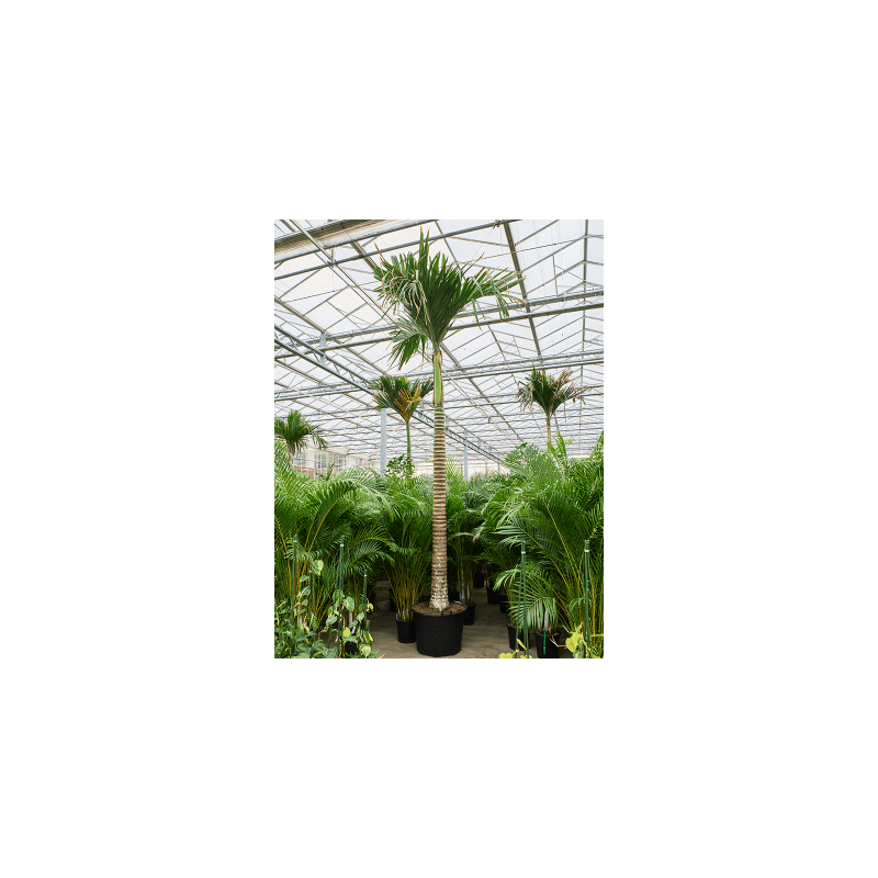Areca catechu dwarf op stam