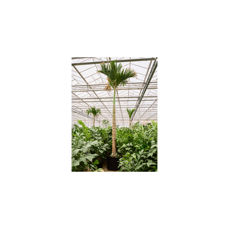 Areca catechu dwarf op stam