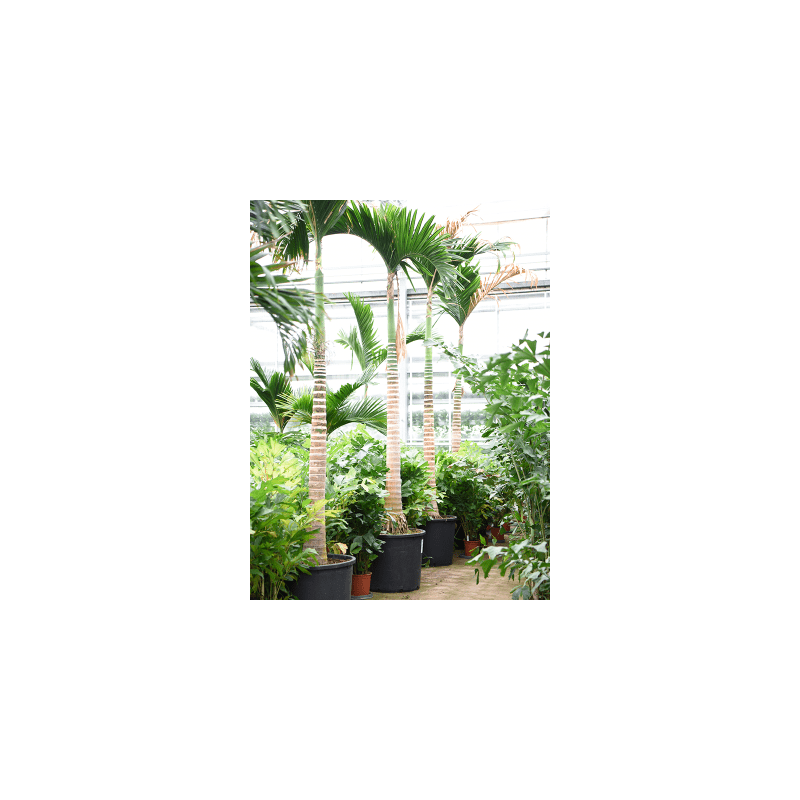 Areca catechu op stam