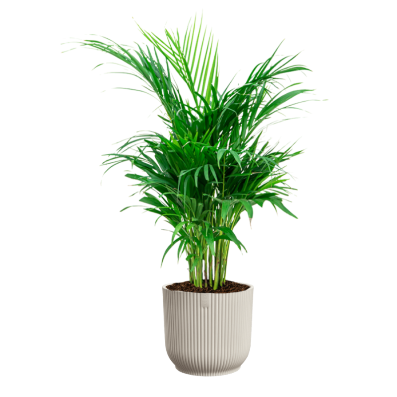 Areca Lutescens in Vibes wit