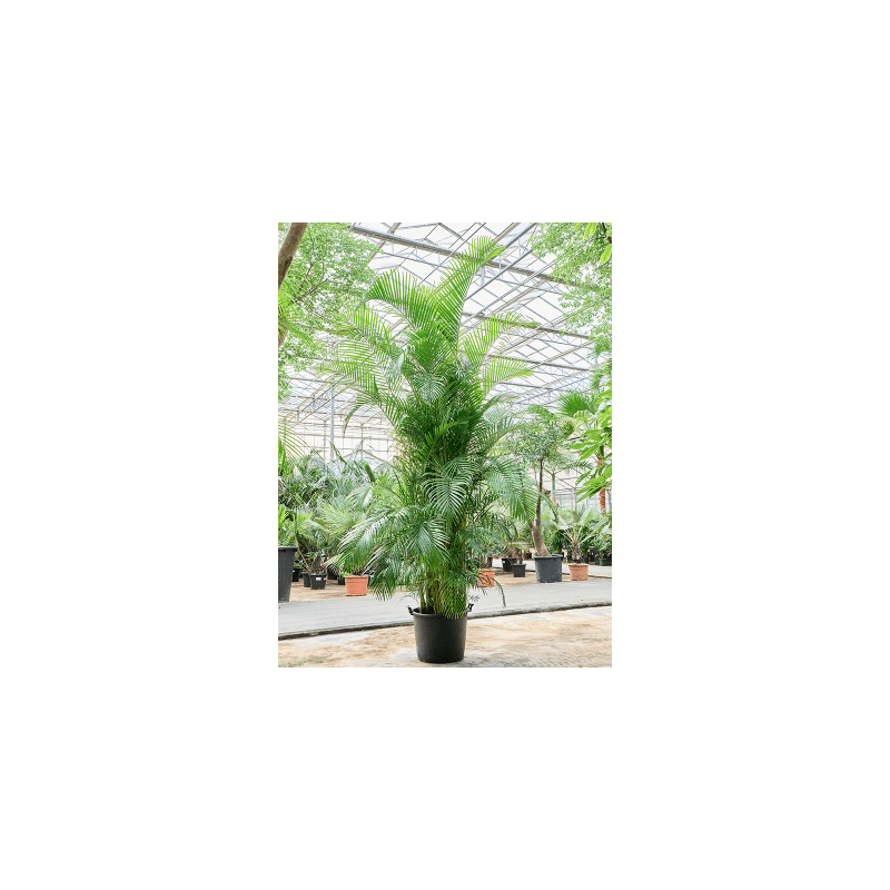 Areca Lutescens