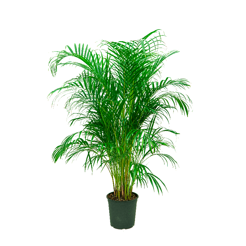 Areca Lutescens XL