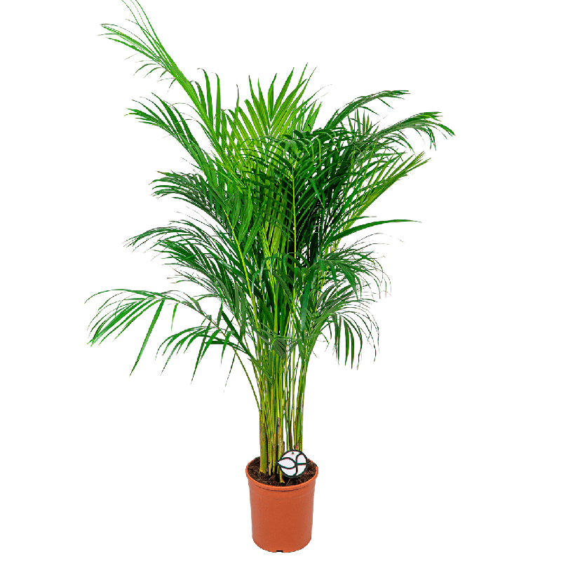 Areca Lutescens