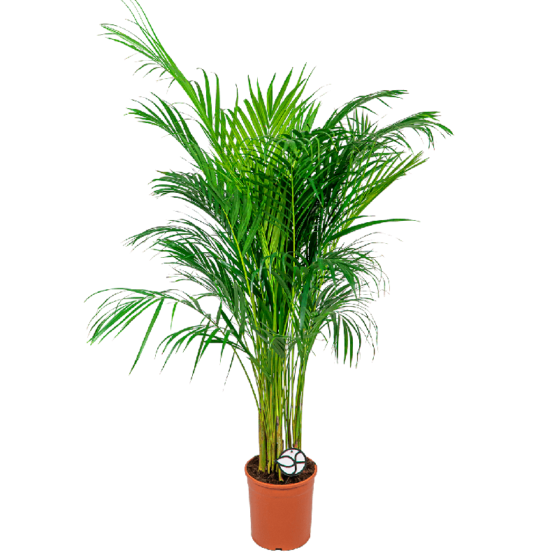 Areca lutescens
