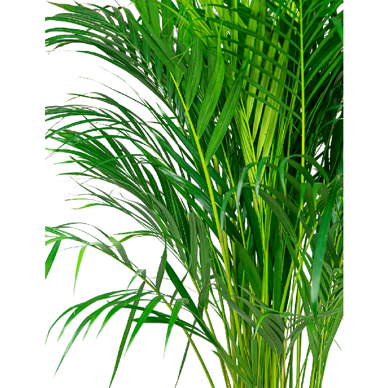 Areca Lutescens in Metal Gold