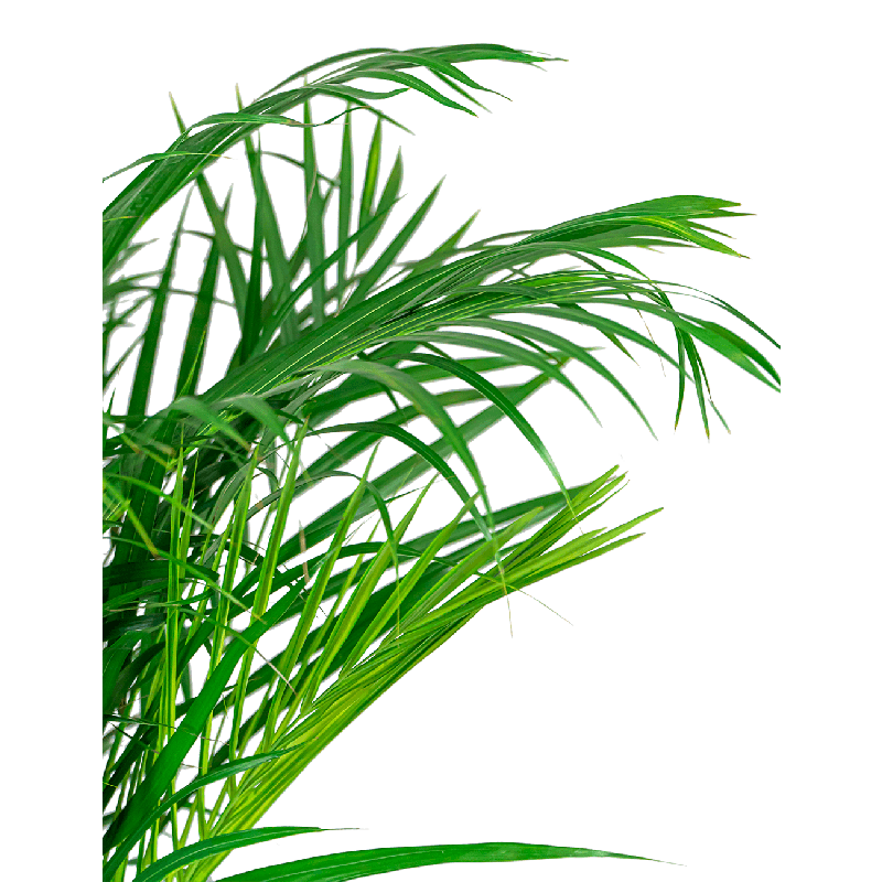 Areca Lutescens in Artstone Claire bruin