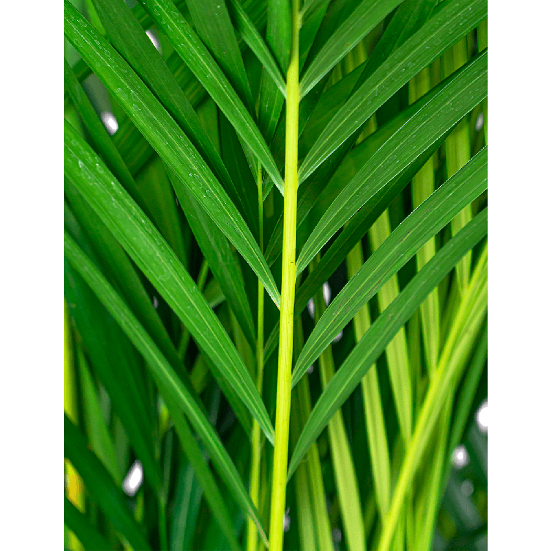 Areca Lutescens in watergevende Cilindro antraciet