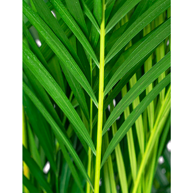 Areca Lutescens in watergevende Cilindro taupe