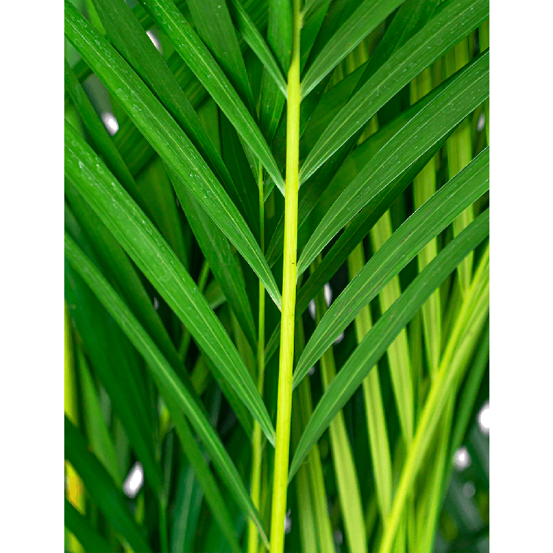 Areca Lutescens in Metal Gold