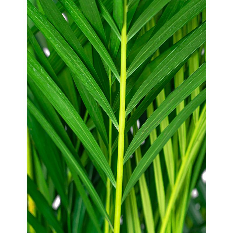 Areca in Joyce Antraciet