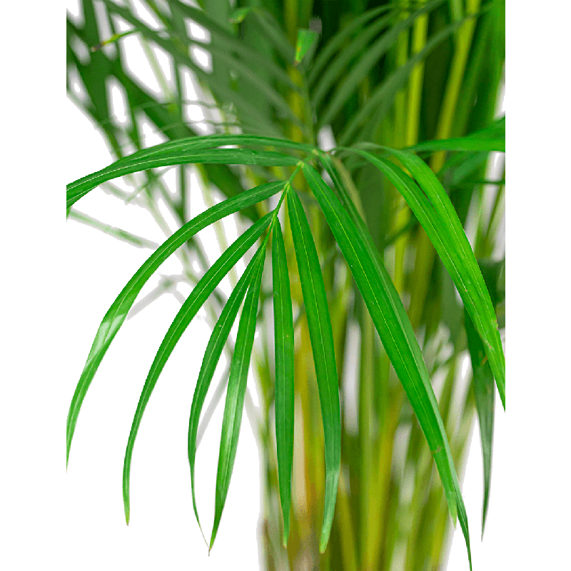 Areca Lutescens in Artstone Claire bruin