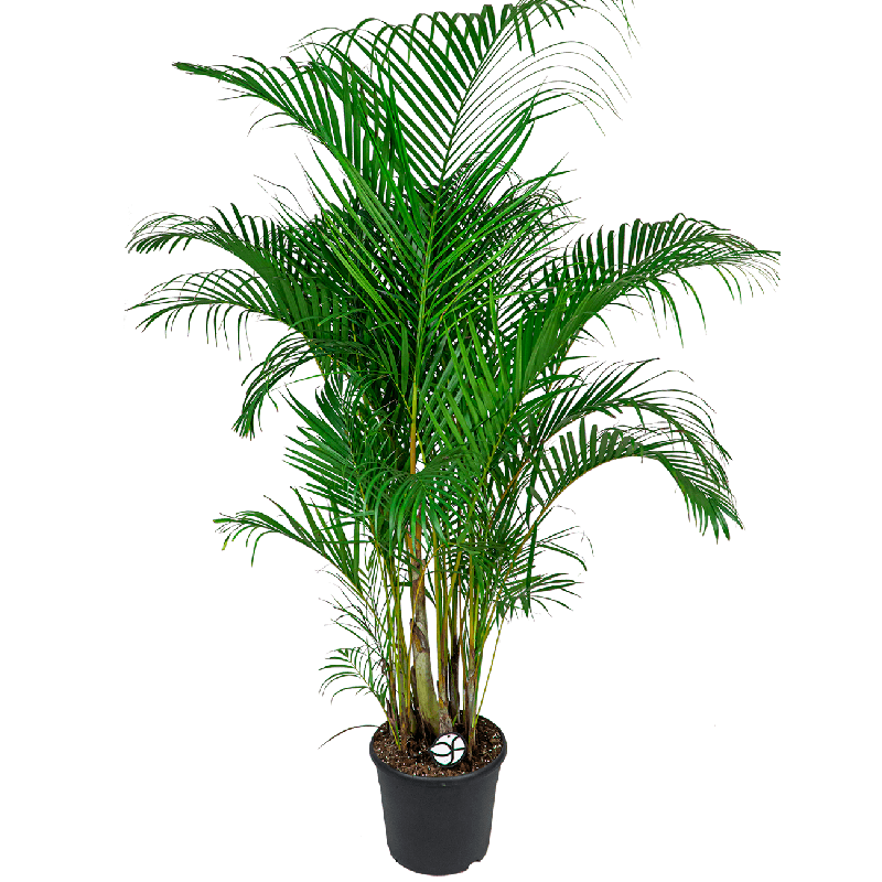 Areca Lutescens XXL