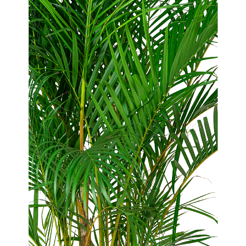 Areca Lutescens in watergevende classico zilver