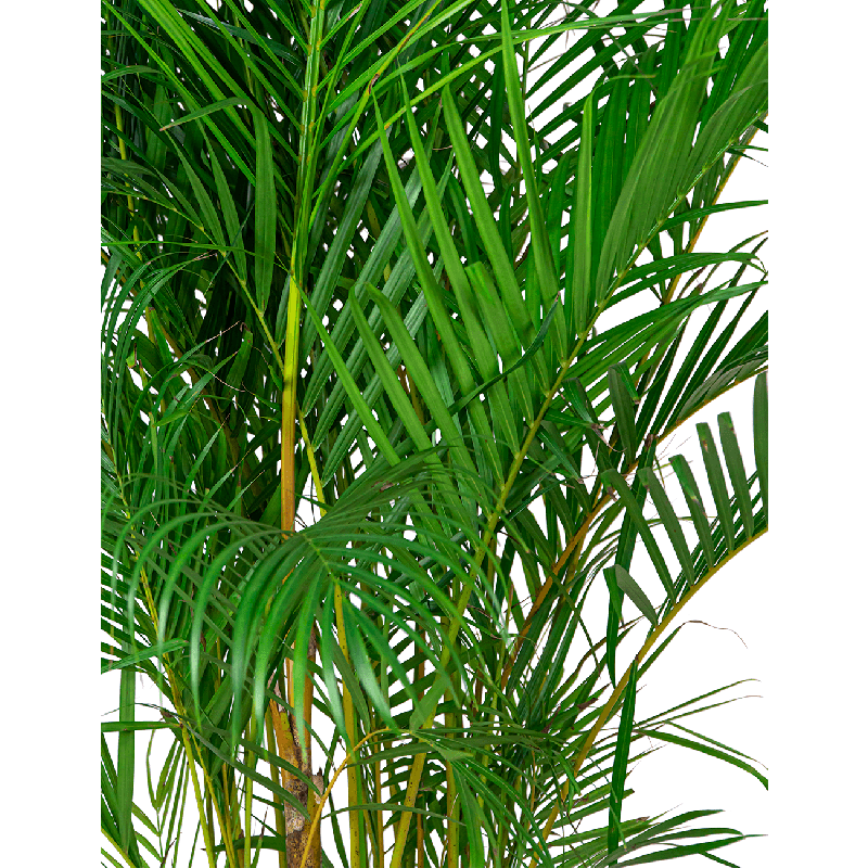 Areca Lutescens in watergevende classico wit