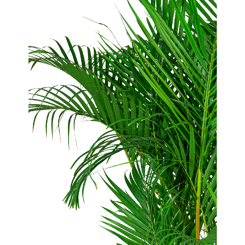 Areca Lutescens XXL