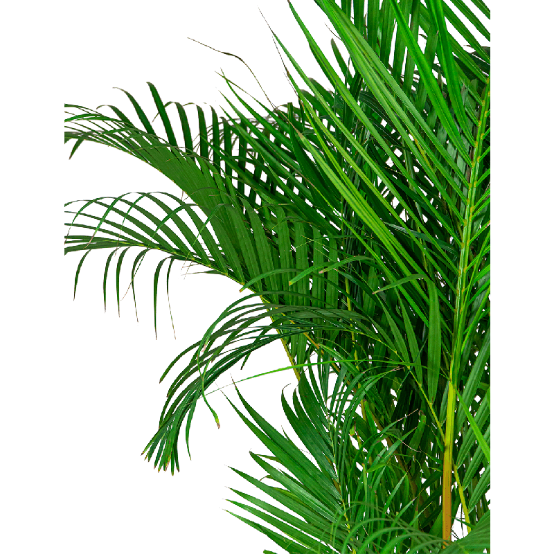 Areca Lutescens in watergevende classico zilver