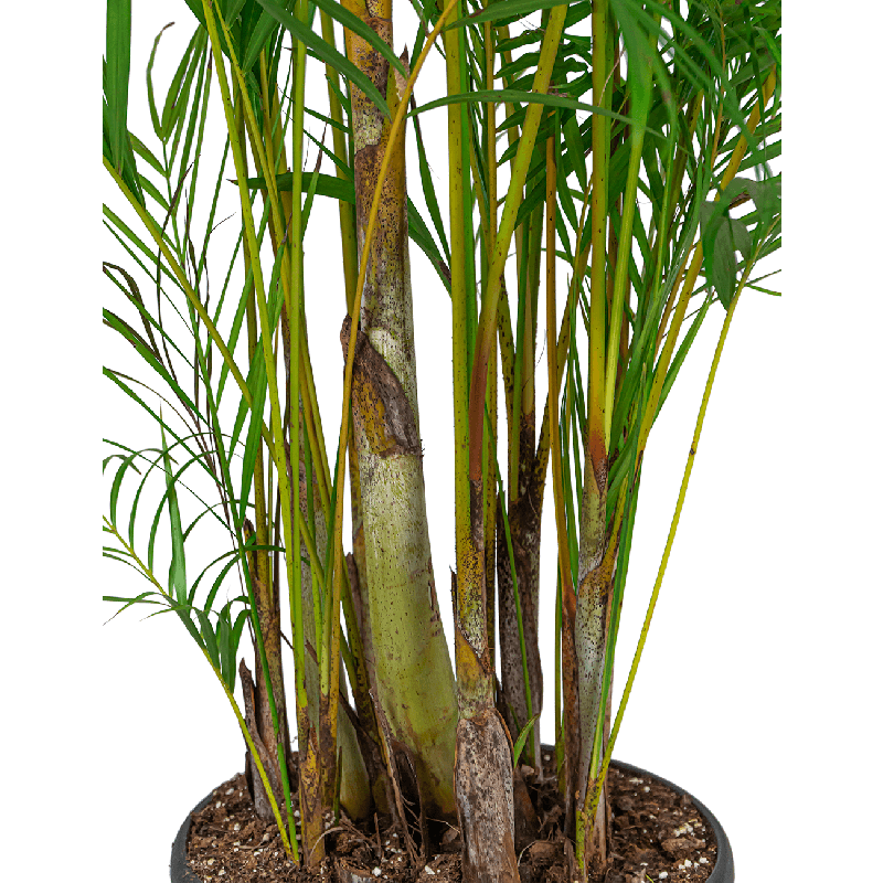 Areca Lutescens XXL