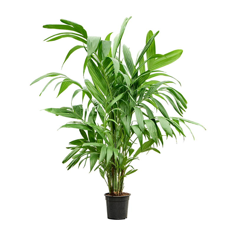 Areca triandra