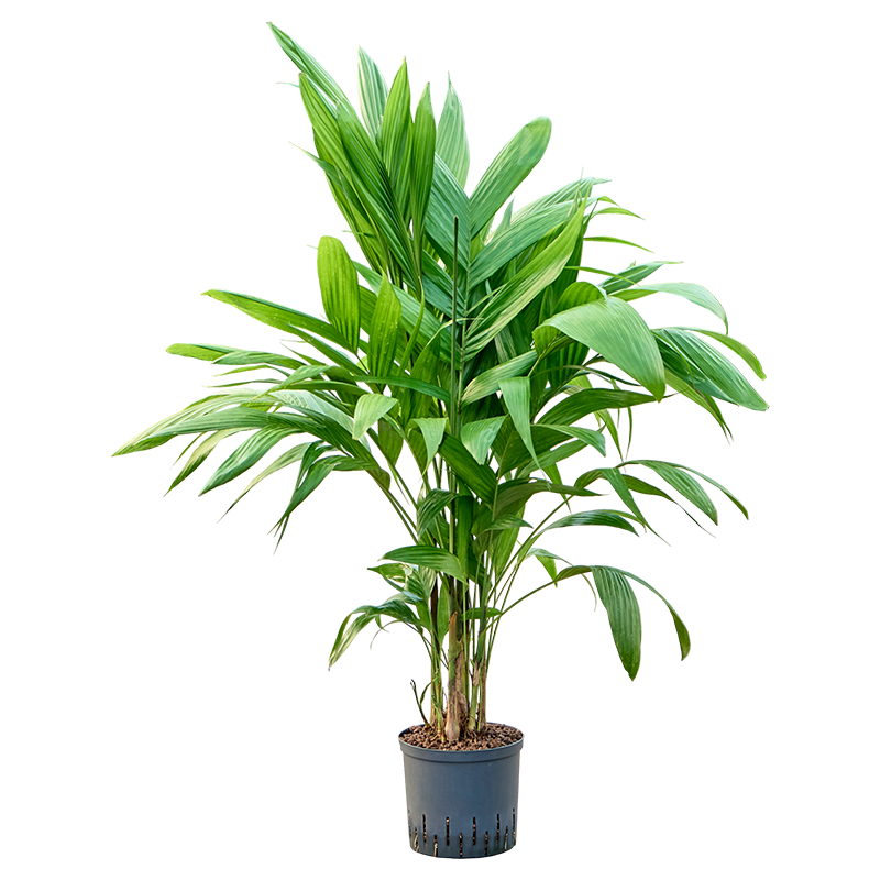 Areca triandra