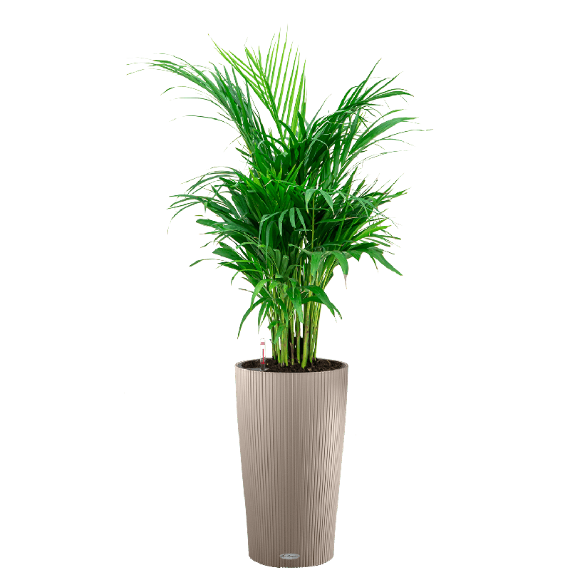 Areca Lutescens in watergevende Cilindro taupe