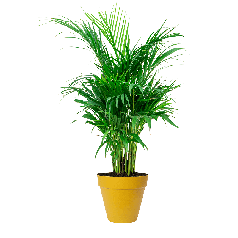 Areca Lutescens in Urban Loft okergeel