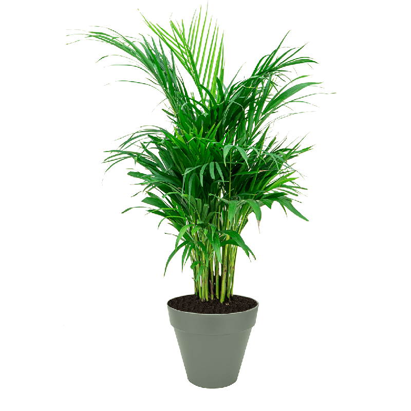 Areca Lutescens large in Urban Loft groen