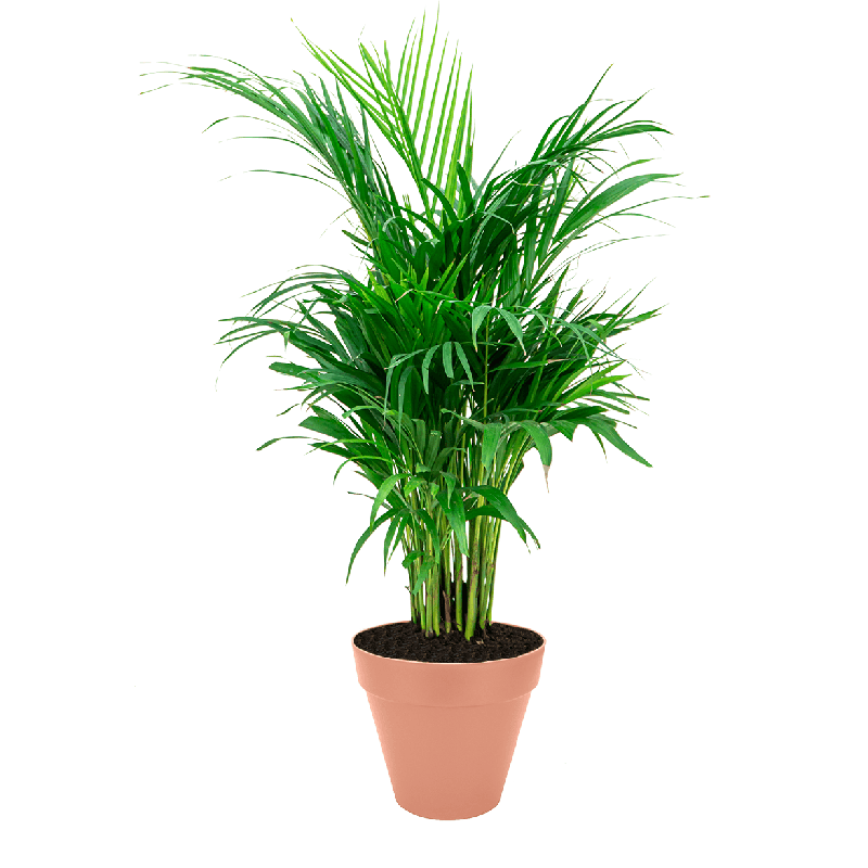 Areca Lutescens large in Urban Loft roze