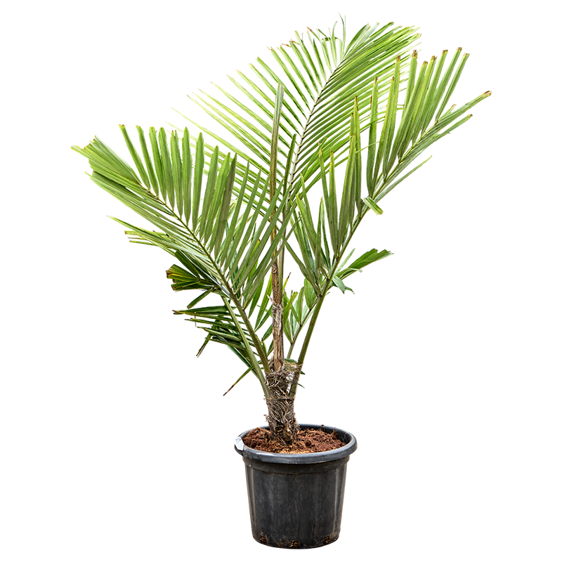 Arenga engleri